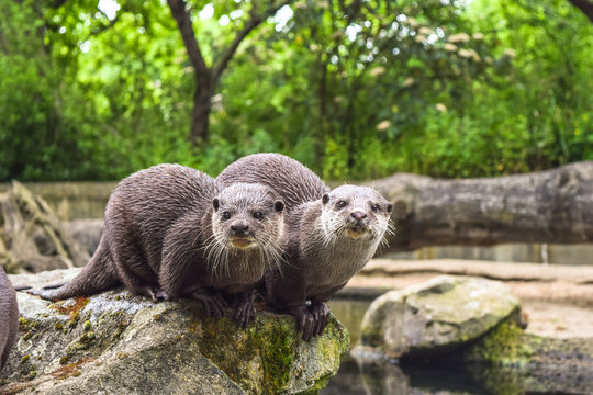 Zwei s&uuml;&szlig;e Otter schauen direkt in die Kamera, Otter im Zoo, Otter in der Wildnis, gr&uuml;ne B&auml;ume im Hintergrund, Otter sitzen auf Felsen