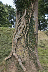 Ivy on a Tree
