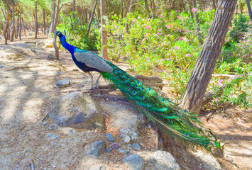 Wunderschöner Pfau mit blauem Hals und grün-glitzerndem Pfauenschwanz, Pfauenmännchen im Plaka...