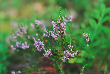 Bushes of Heather with little purple bell-shaped flowers and needle-like green leaves on a blurred summer background. Close-up, selective focus