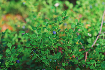 Branch blueberries on a blurred background of green bushes with berries in the woods, closeup.