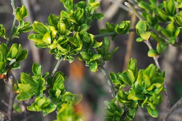 Branches of Bush with spring buds and bright green young leaves in the foreground, closeup