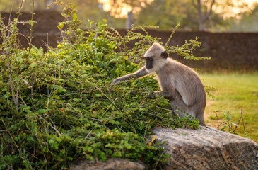 Gibbon looking for something to eat, Sri Lanka