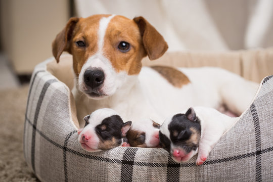dog feeds the puppies,  Jack Russell Terrier