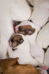 dog feeds the puppies,  Jack Russell Terrier