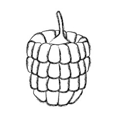 Raspberry fruits isolated icon vector illustration graphic design