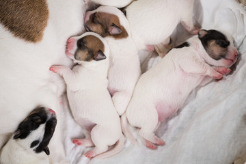 newborn puppies breed jack russel terrier sleeping