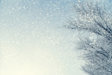 Frame of snowy tree branches against blue sky during the snowfall with copy space for text. Winter landscape.