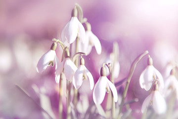Fototapeta premium Schneeglöckchen