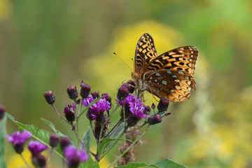 Fototapeta na wymiar Butterfly on Purple Flowers in Morning Light