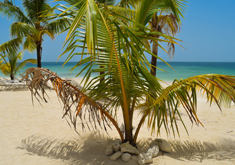 Tolle Palme am Strand von kleinen Steinen umgeben, im Hintergrund weitere Palmen und das türkisfarbene Meer, der blaue Himmel, Dominikanische Republik in der Karibik