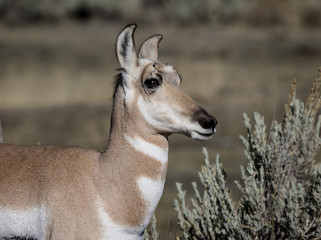 Pronghorn