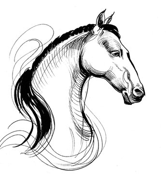 White horse. Ink black and white line drawing