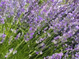 Obraz premium Fresh lavender