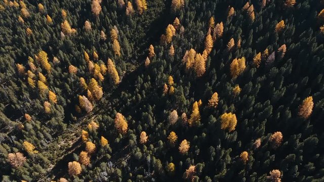 Drone flight over an autumnal mountain forest