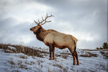 Yellowstone Winter Bull Elk
