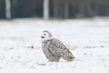 snowy owl on snowy meadow, bubo scandiacus