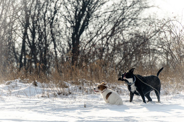 Naklejka premium A young, playful dog Jack Russell terrier runs meadow in autumn with a another big black dog.