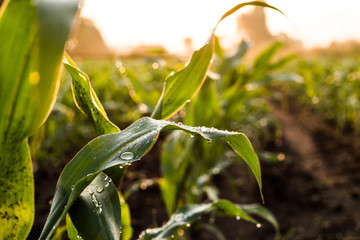 Drips on a leaf while sunset