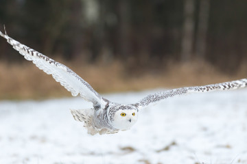 snowy owl flying in winter, bubo scandiacus