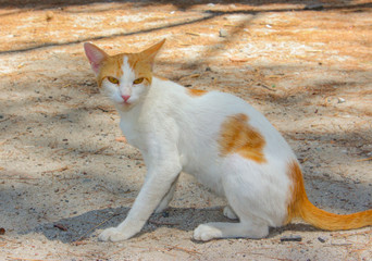 Weiß-rote Katze im Plaka Forrest auf Kos, Pfauenwald, Katze schleckt sich Maul