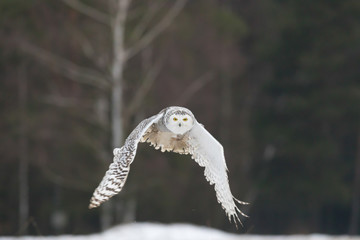 snowy owl flying in winter, bubo scandiacus