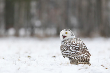 screaming snowy owl on snowy meadow, bubo scandiacus