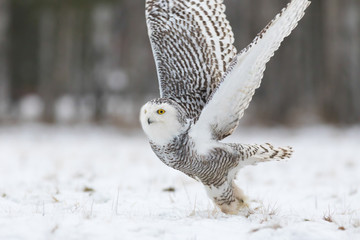 snowy owl flying in winter, bubo scandiacus