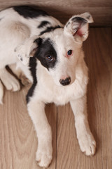 Black and white dog on a wooden background.