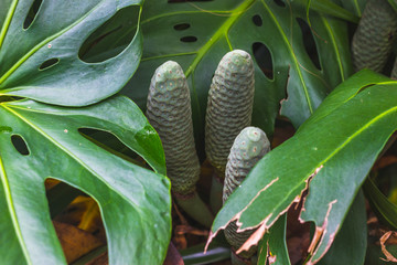 Monstera deliciosa - juicy fruit of philodendron. Salad plant tree, ceriman, Mexican breadfruit...