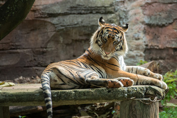 Sumatran tiger