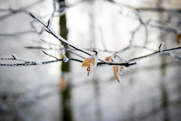 Forest during Winter
