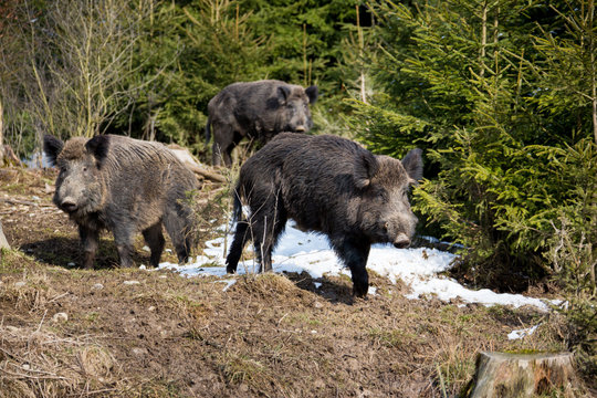 Wildschwein Keiler