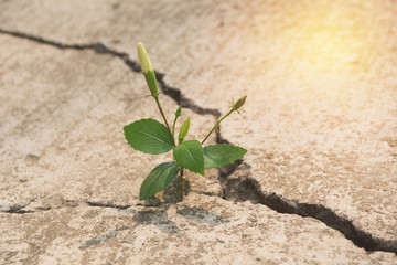 Green young plant growing on the cement ground