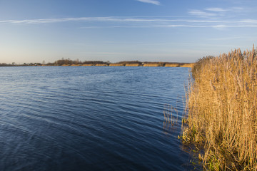 Tall grass on the shore of the lake