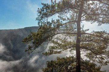 Lonely Pine at Colton Point