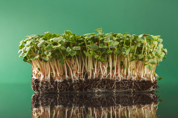 Organic growing micro greens