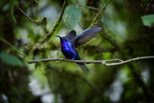 Blue hummingbird, Campylopterus hemileucurus, glittering Violet Sabrewing perched on mossy twig in rainforest. Bright blue hummingbird with outstretched wings. Rain forest, Costa Rica.