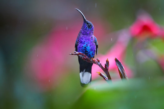 Glittering blue, hummingbird, Campylopterus hemileucurus, Violet Sabrewing perched on red flower against abstract, colorful, pink and green tropical background.  Rain tracks, La Paz. Costa Rica.