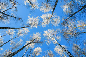 the natural view from the bottom to the tops of the birch trees covered with white frost against a blue sky