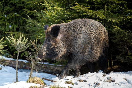 Wildschwein Keiler