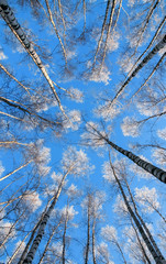 beautiful natural background with long, slender trunks of the birch trees reaching to a blue sky the top is covered with white bright snow