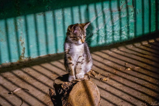 small kitten2