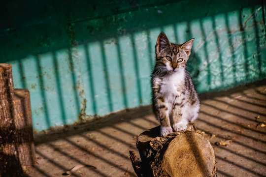 small kitten3