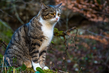 Naklejka na ściany i meble Katze im dichten Wald auf der Jagd