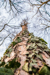 Fototapeta premium Kosutnjak , is a park-forest and urban neighborhood of Belgrade, the capital of Serbia.
