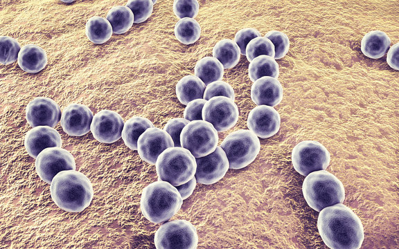 Bacteria Peptostreptococcus, anaerobic Gram-positive cocci, they are part of human microbiome in intestine and also cause inflammations of different location, 3D illustration
