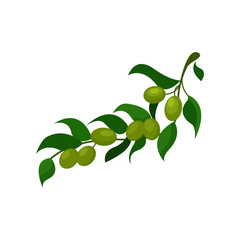 Olive branch with leaves cartoon vector Illustration