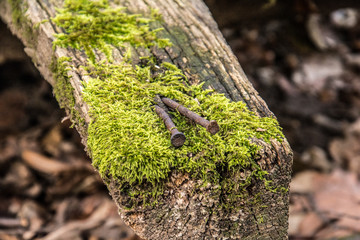 Fototapeta premium a nail cut into a tree