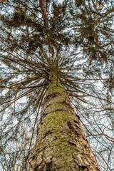 Fototapeta premium Kosutnjak , is a park-forest and urban neighborhood of Belgrade, the capital of Serbia.